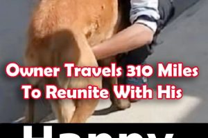 Owner Travels 310 Miles To Reunite With His Stolen Dog